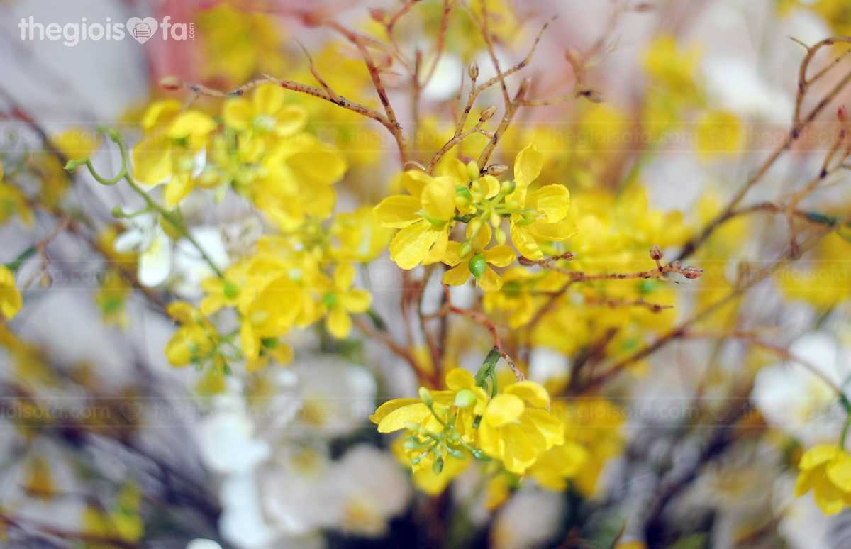American apricot flowers (hoa mai mỹ vàng)