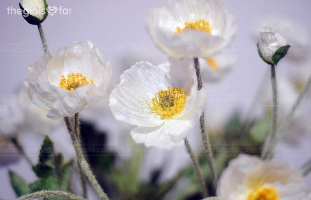 Poppy (hoa anh túc)