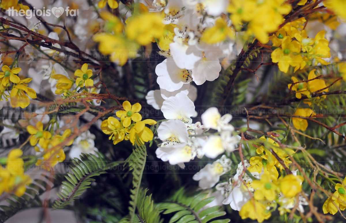 American apricot flowers (hoa mai mỹ vàng)
