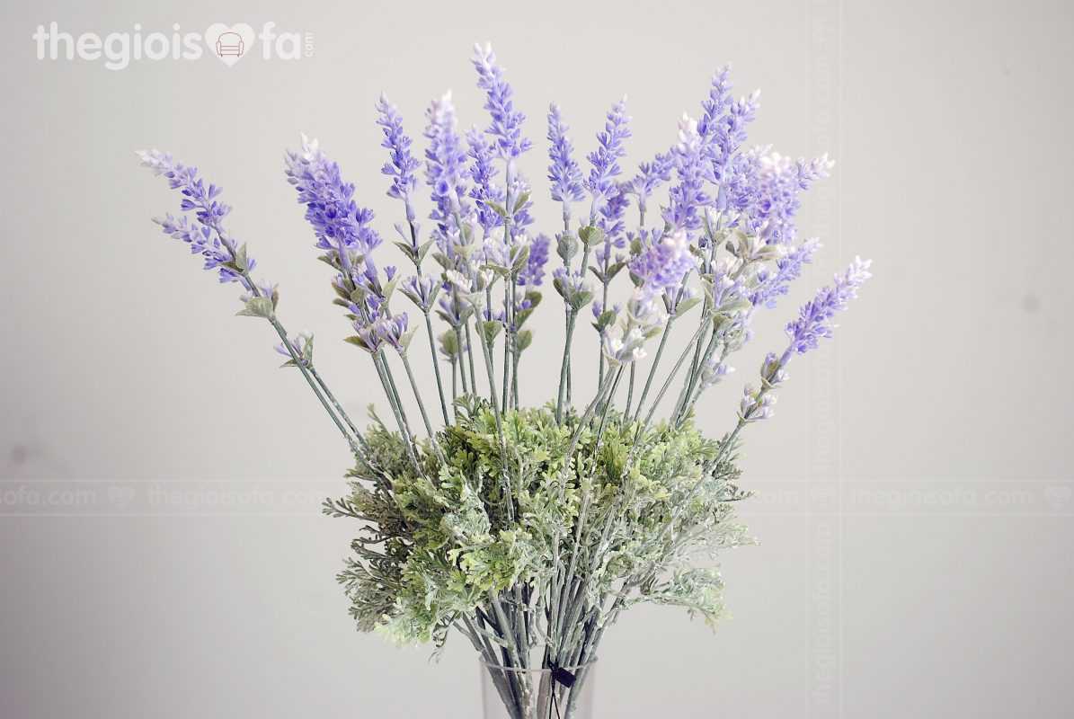 Lavender (Hoa oải hương)