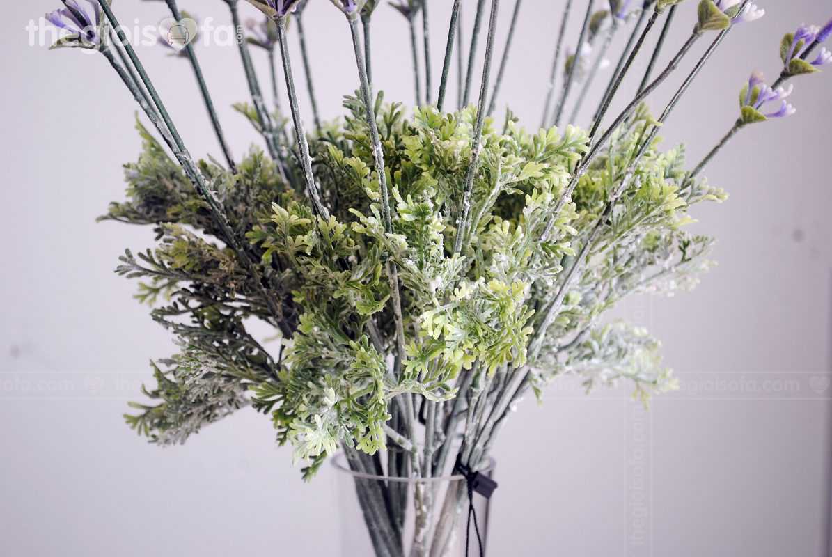 Lavender (Hoa oải hương)