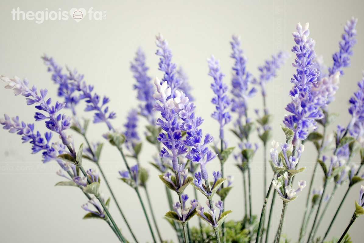 Lavender (Hoa oải hương)