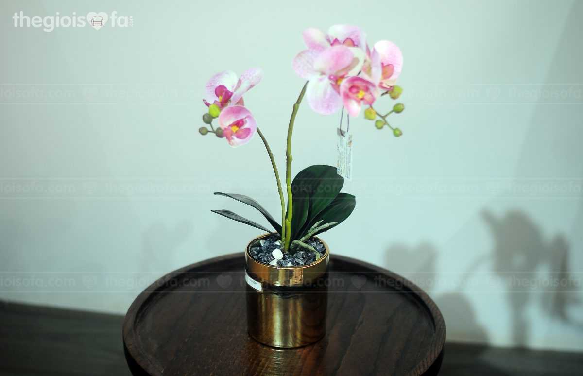 Moth orchid 2 (hoa lan hồ điệp 1009)