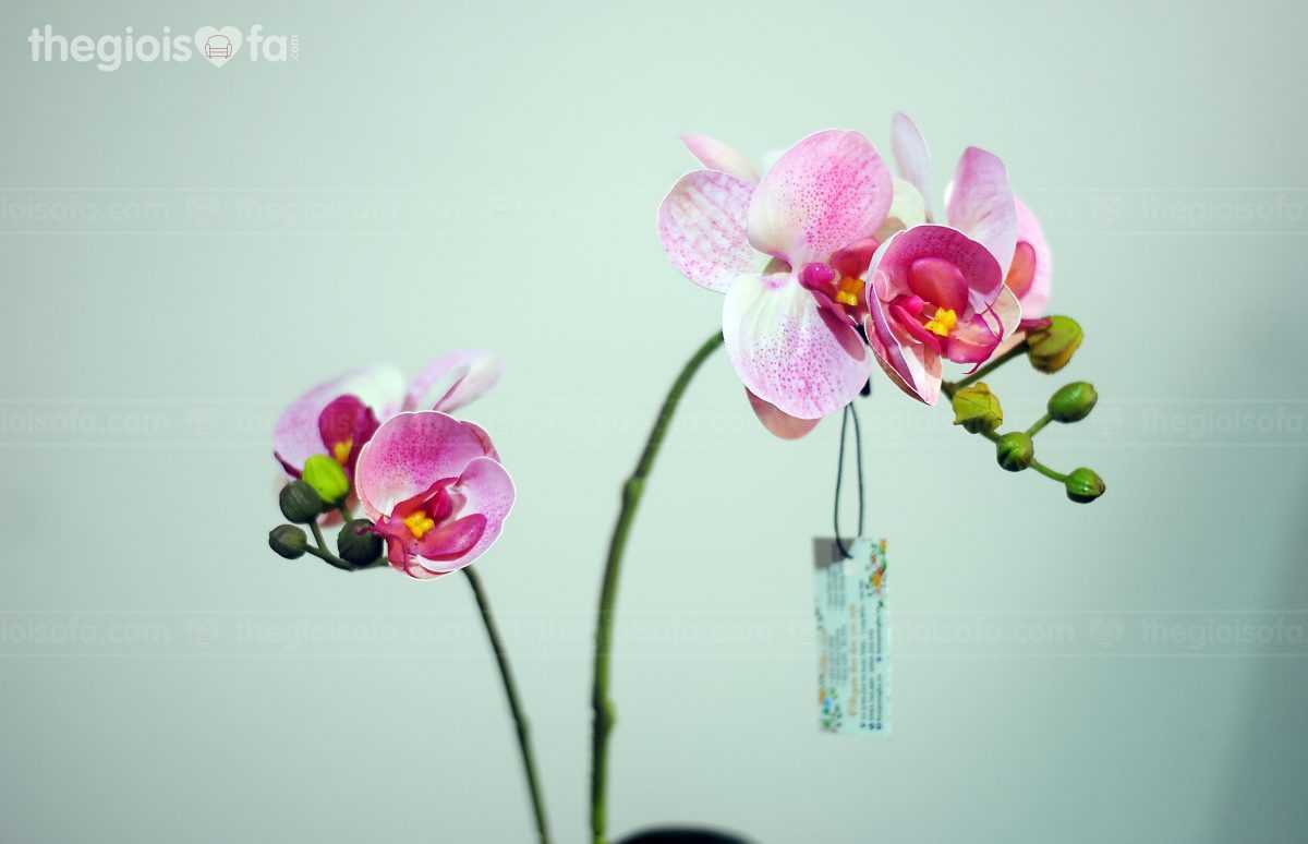 Moth orchid 2 (hoa lan hồ điệp 1009)