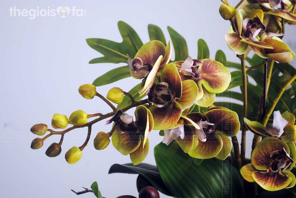 Bình lan xanh Orchid