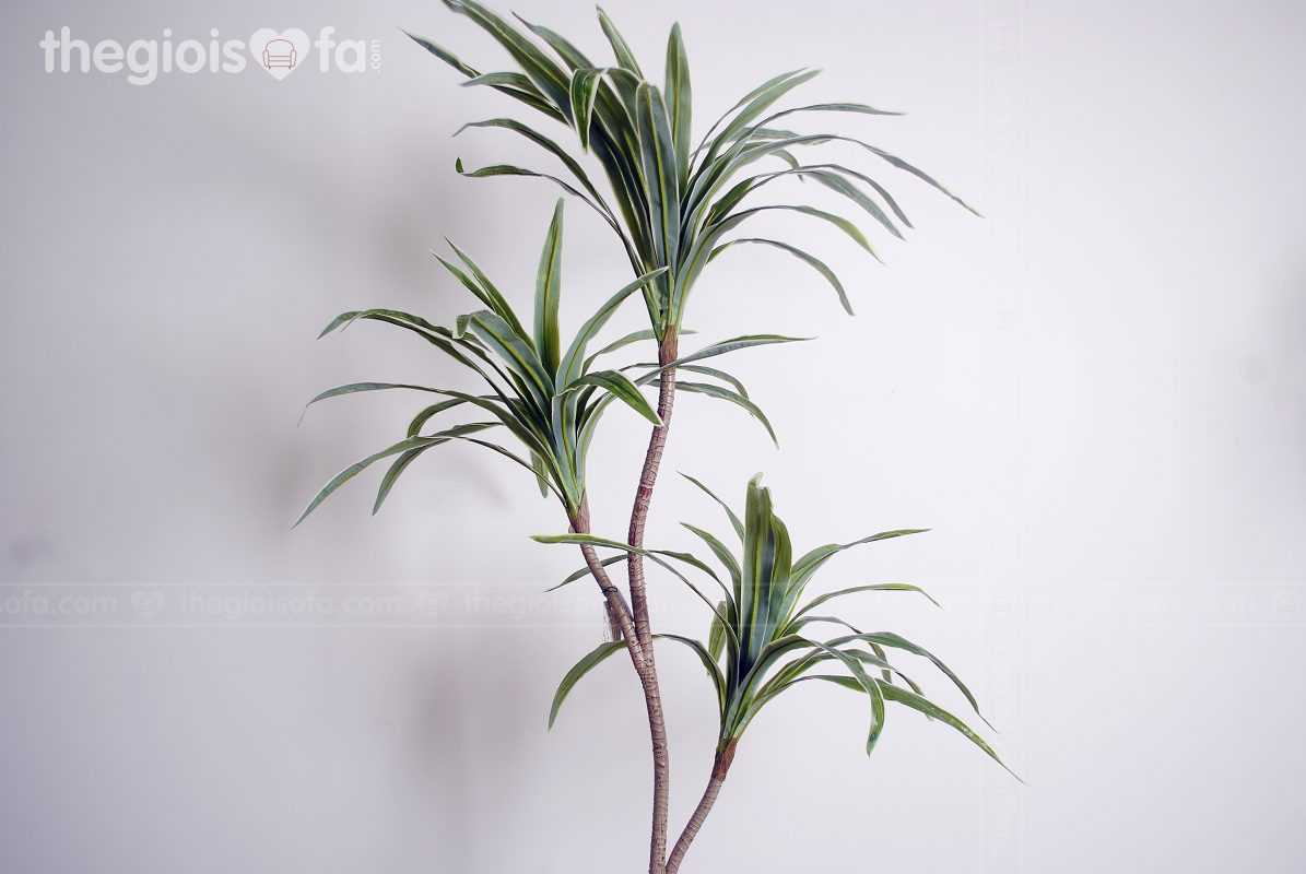 Cây thiết mộc lan