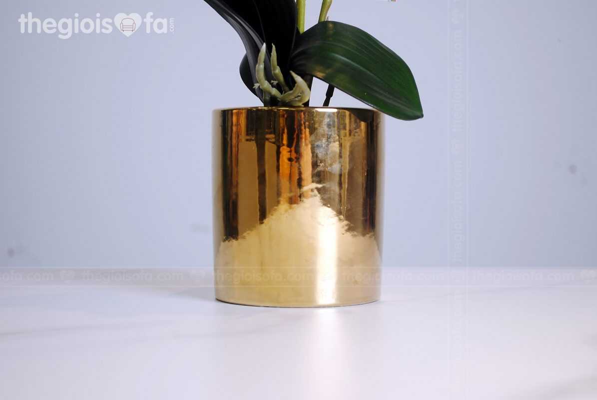 Orchid 2001 (hoa lan)