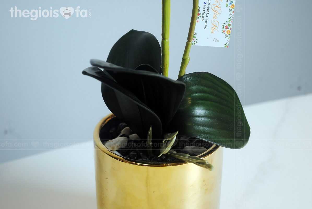 Orchid 2001 (hoa lan)