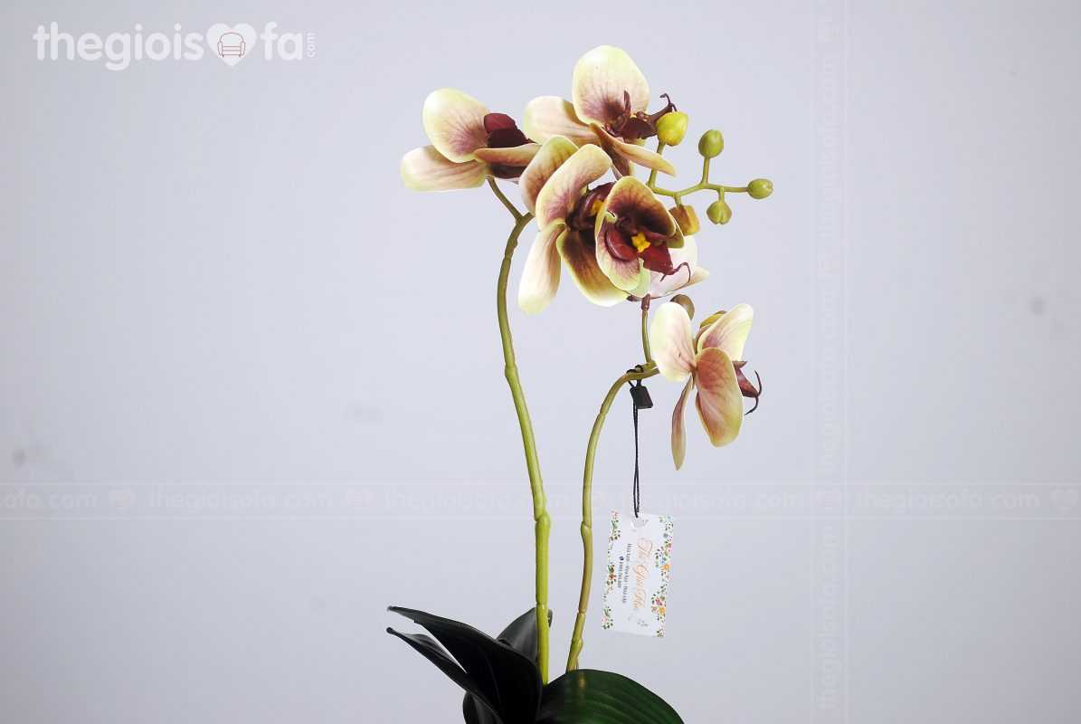 Orchid 2001 (hoa lan)