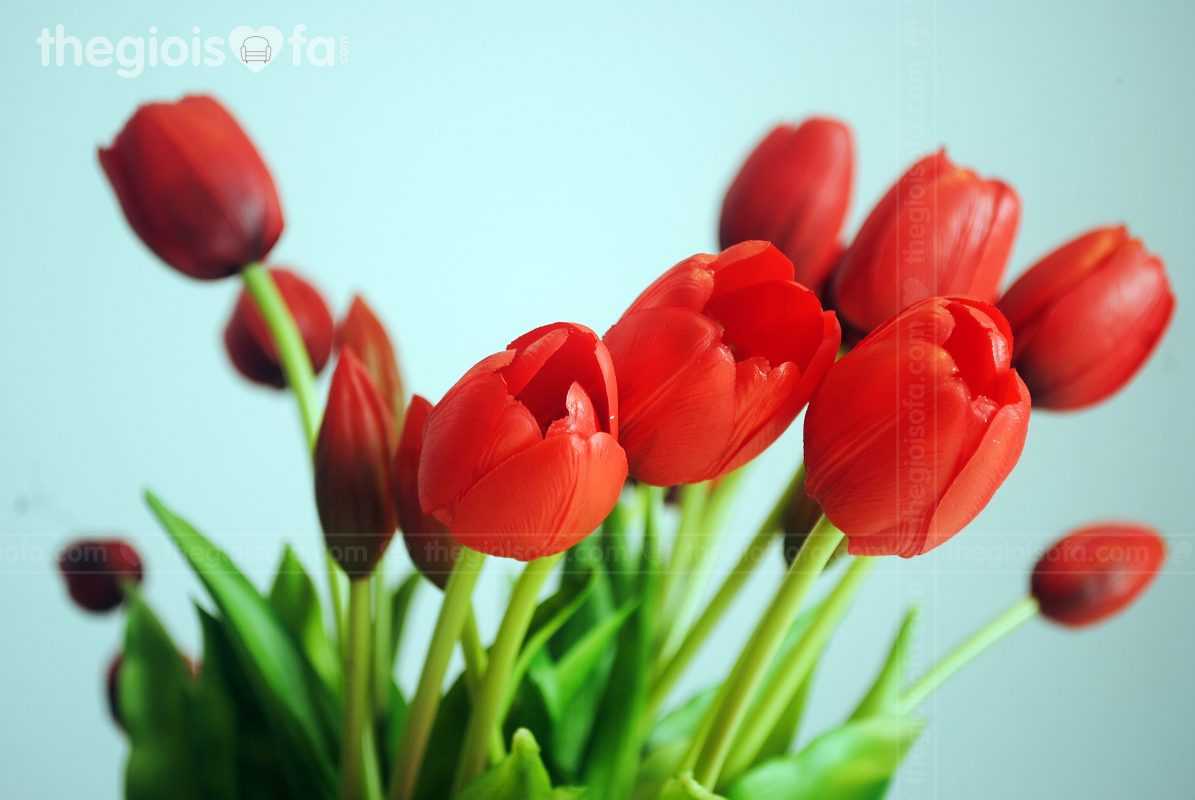 Tulip 2021 (hoa Tulip)