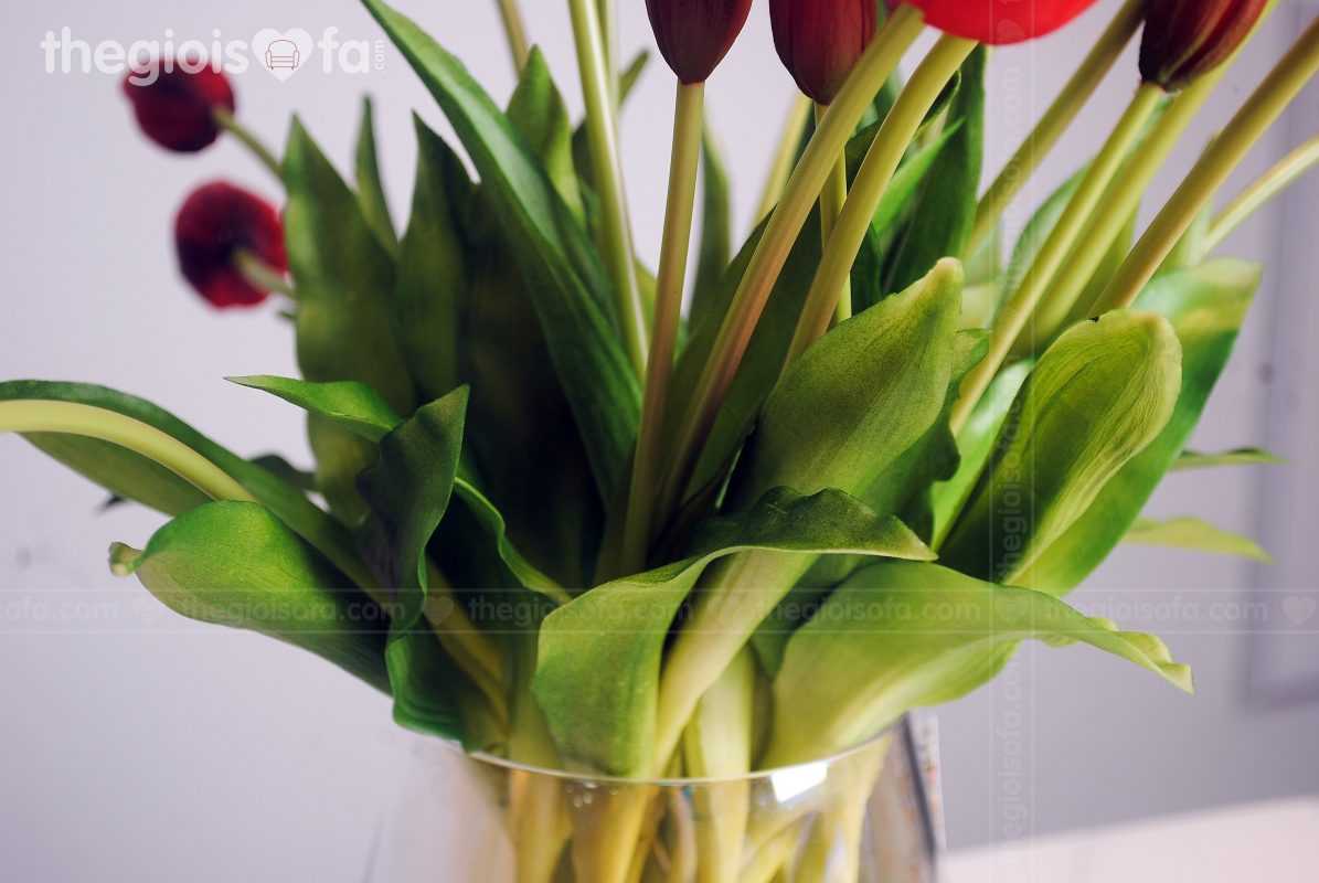 Tulip 2021 (hoa Tulip)