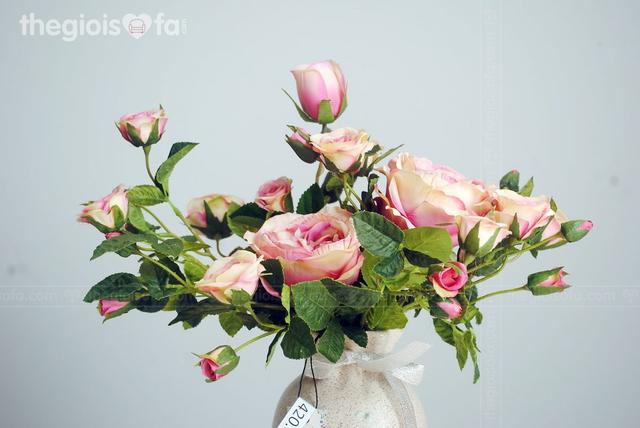 Rose 2002 (hoa hồng)