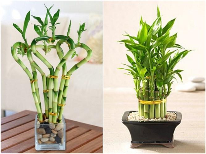 Cây phong thủy hợp tuổi Mậu Ngọ