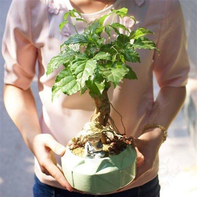 cây phong thủy hợp tuổi Tân Mão