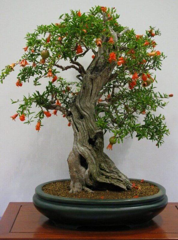 đặc điểm của cây hải châu