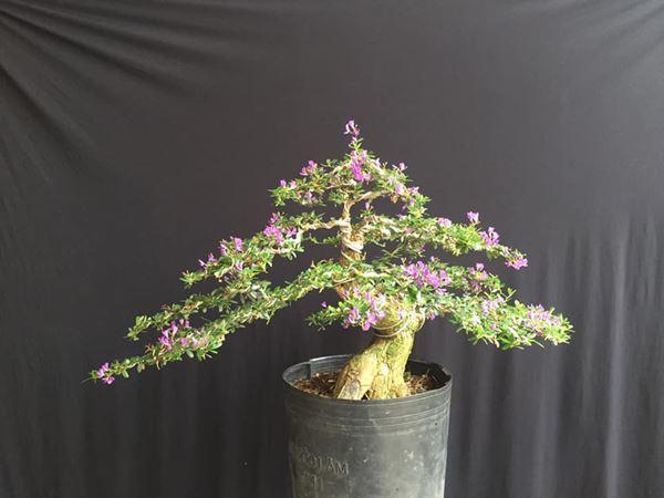 Bất ngờ với công dụng và vẻ đẹp của cây trinh nữ bonsai