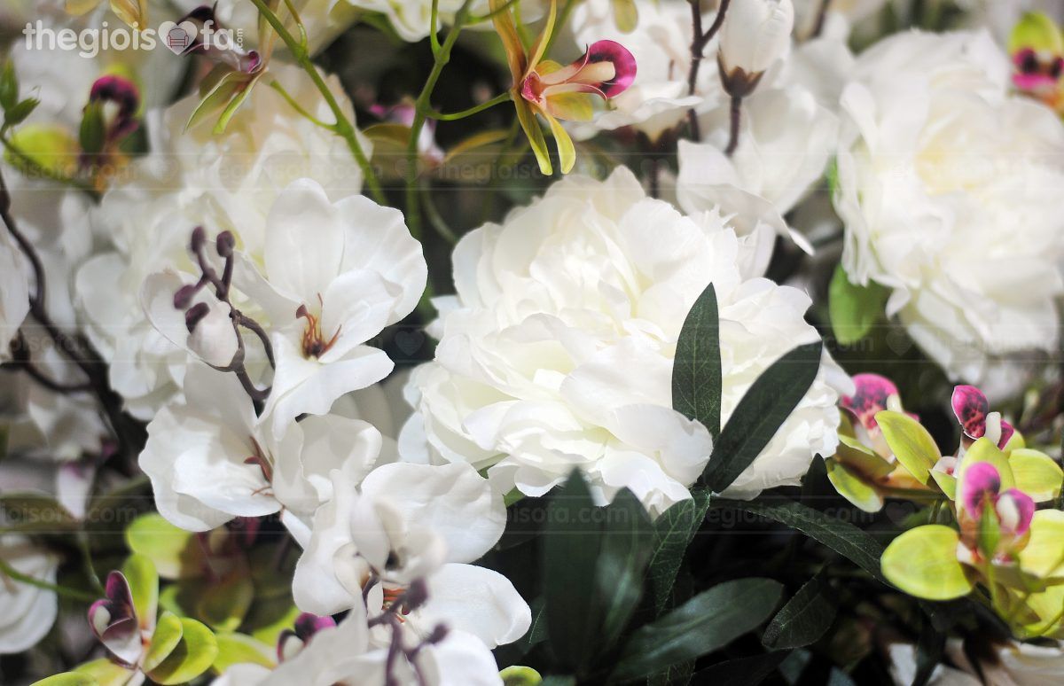 East Asian orchids (hoa lan đông á)