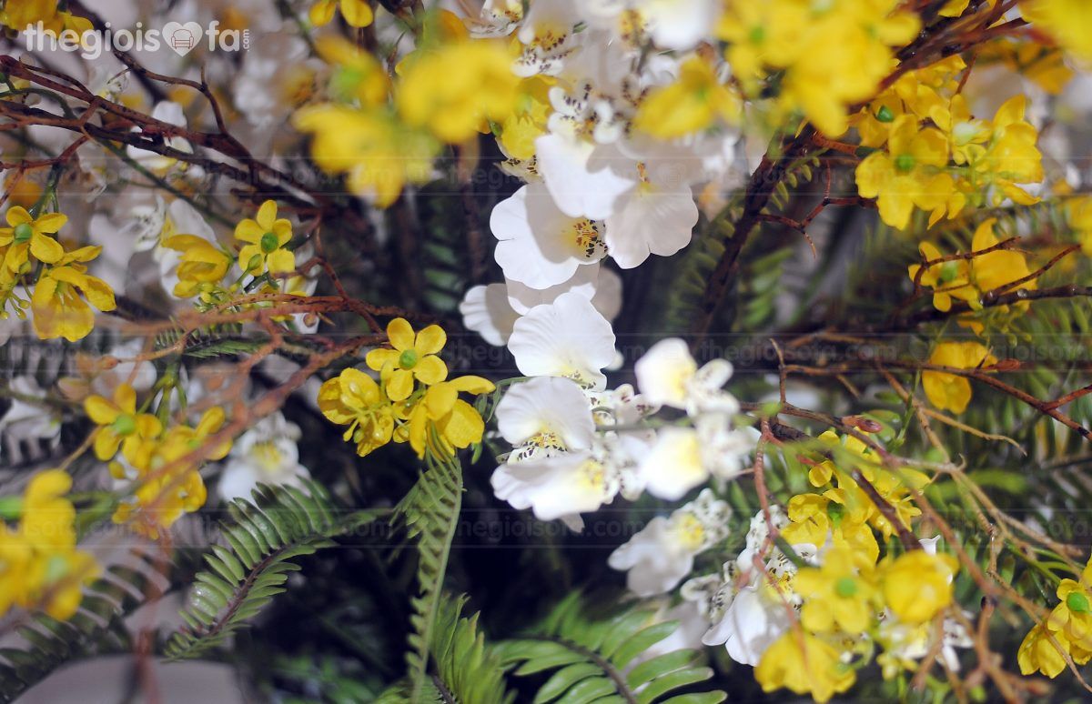 American apricot flowers (hoa mai mỹ vàng)