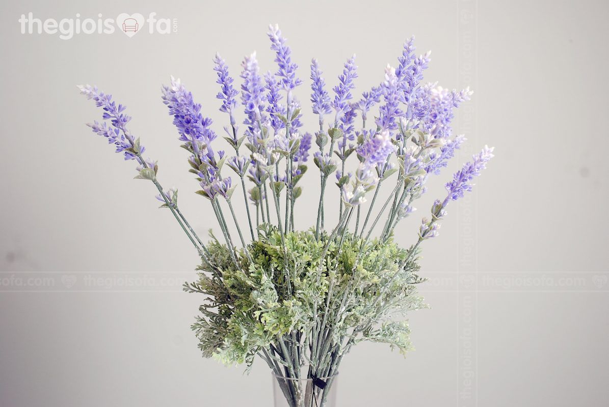 Lavender (Hoa oải hương)