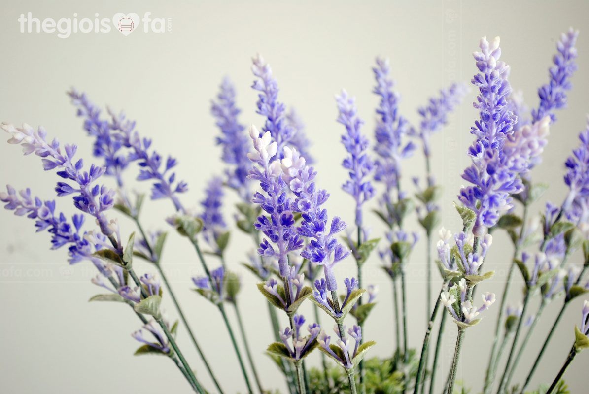 Lavender (Hoa oải hương)