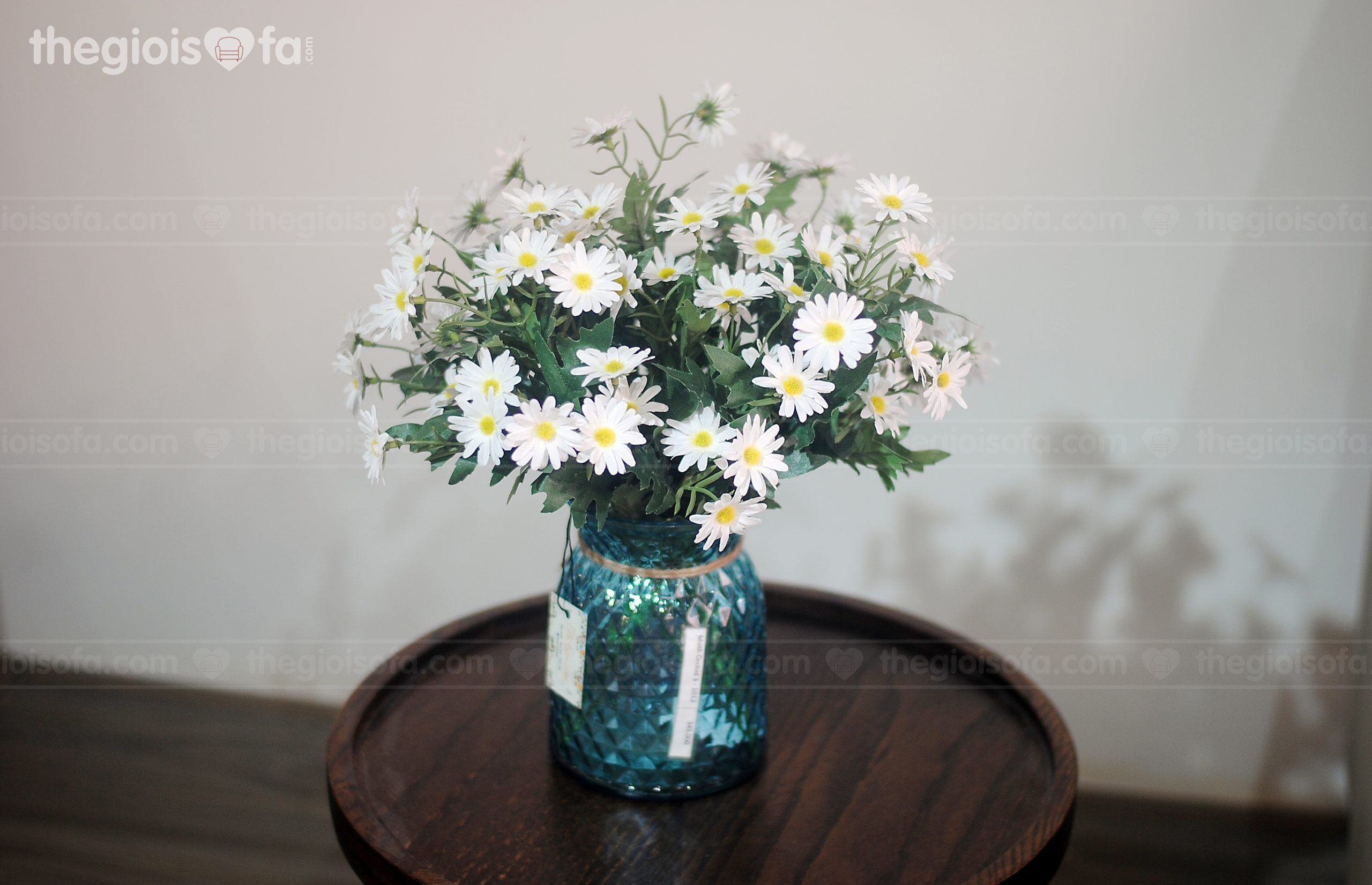 Chrysanthemum white lashes (cúc họa my trắng)