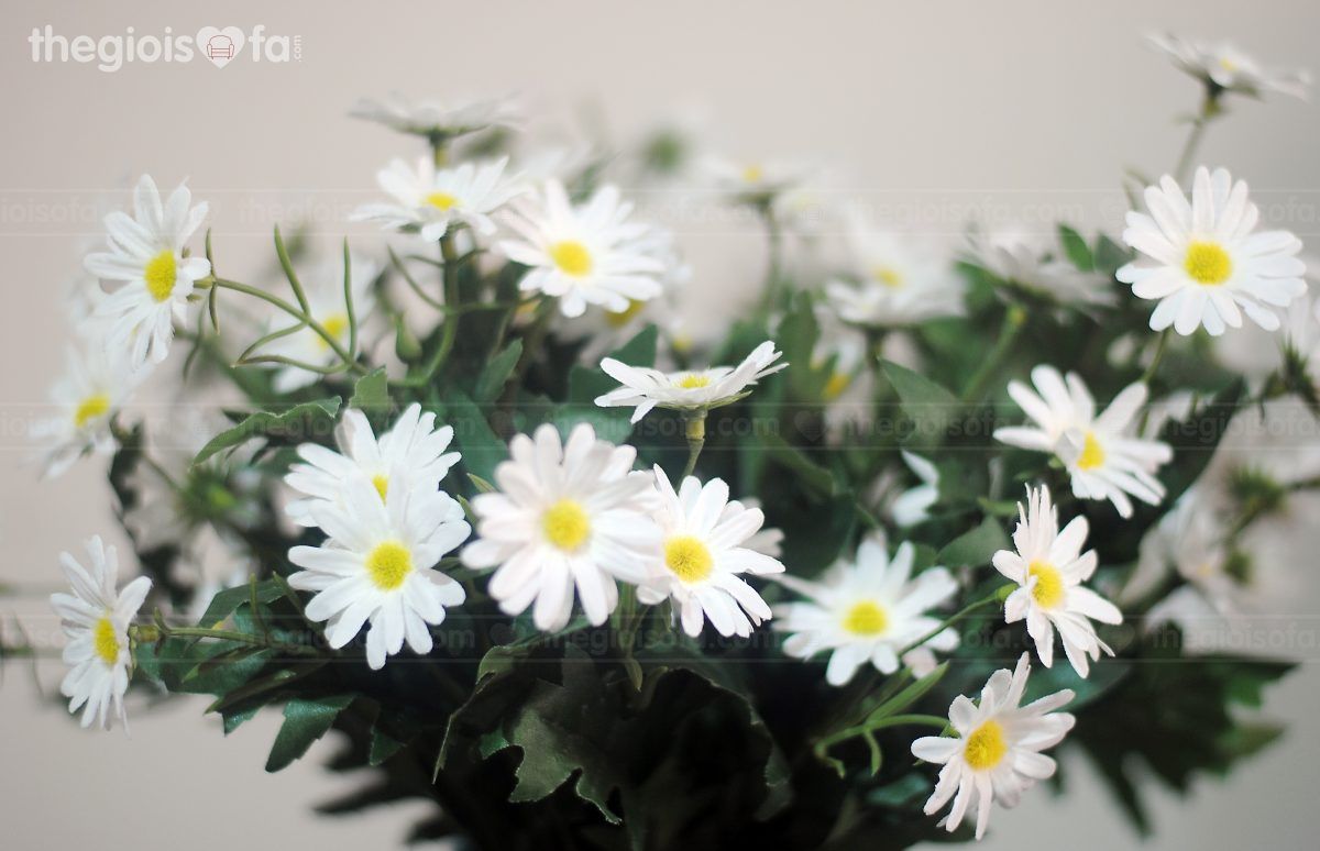 Chrysanthemum white lashes (cúc họa my trắng)