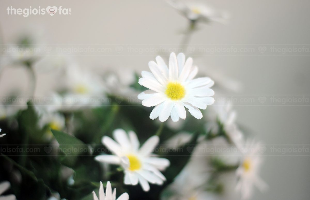 Chrysanthemum white lashes (cúc họa my trắng)