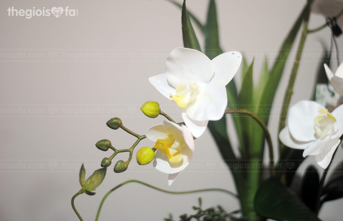 Lily Of The Valley (1011)