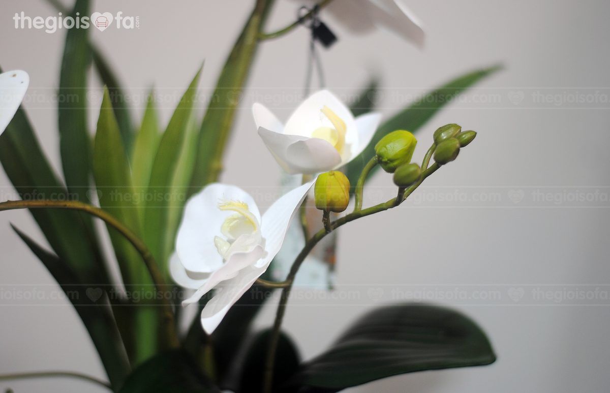 Lily Of The Valley (1011)