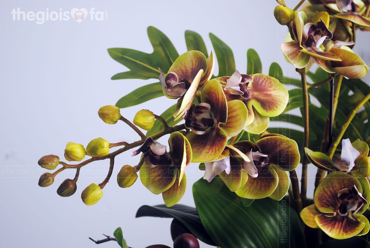 Bình lan xanh Orchid