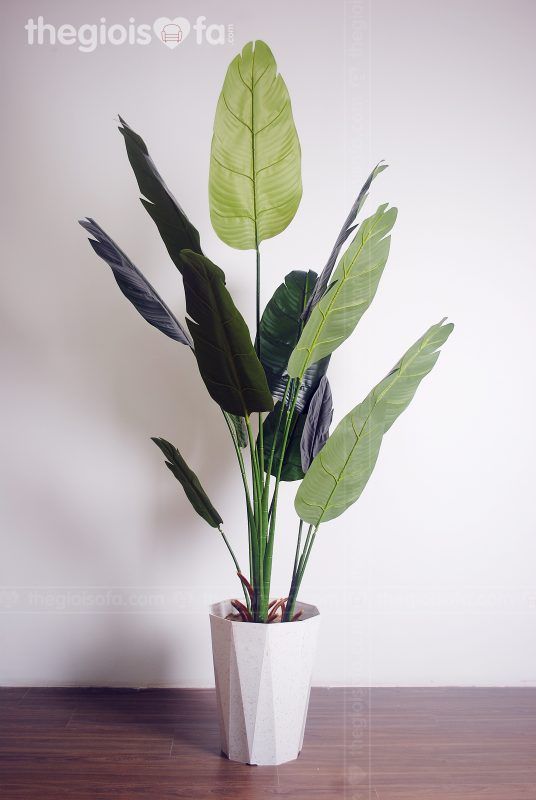 Cây banana 2015