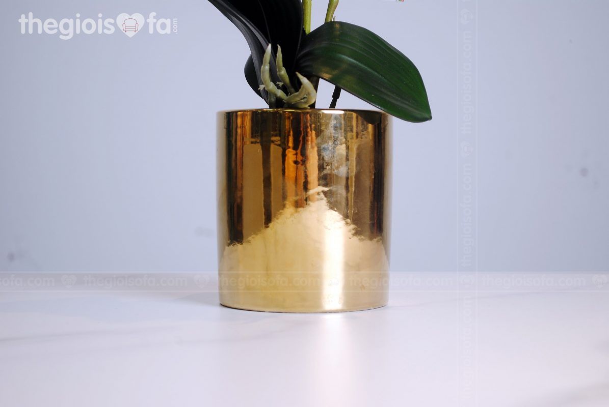 Orchid 2001 (hoa lan)