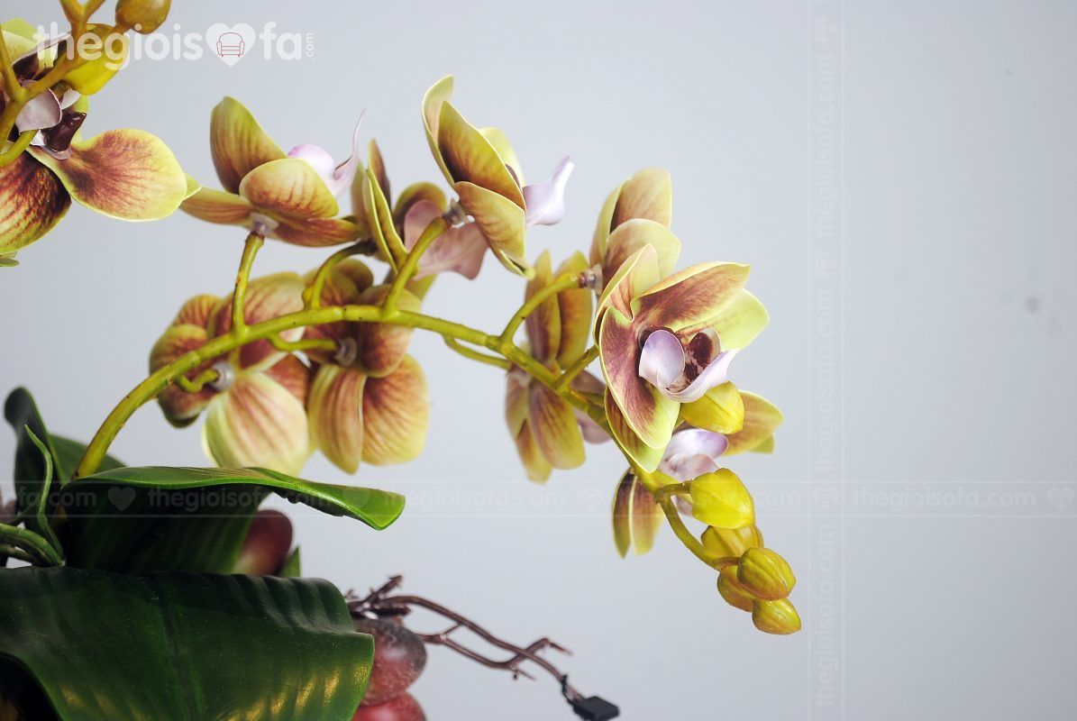 Bình lan xanh nhỏ 2008 (hoa lan xanh)