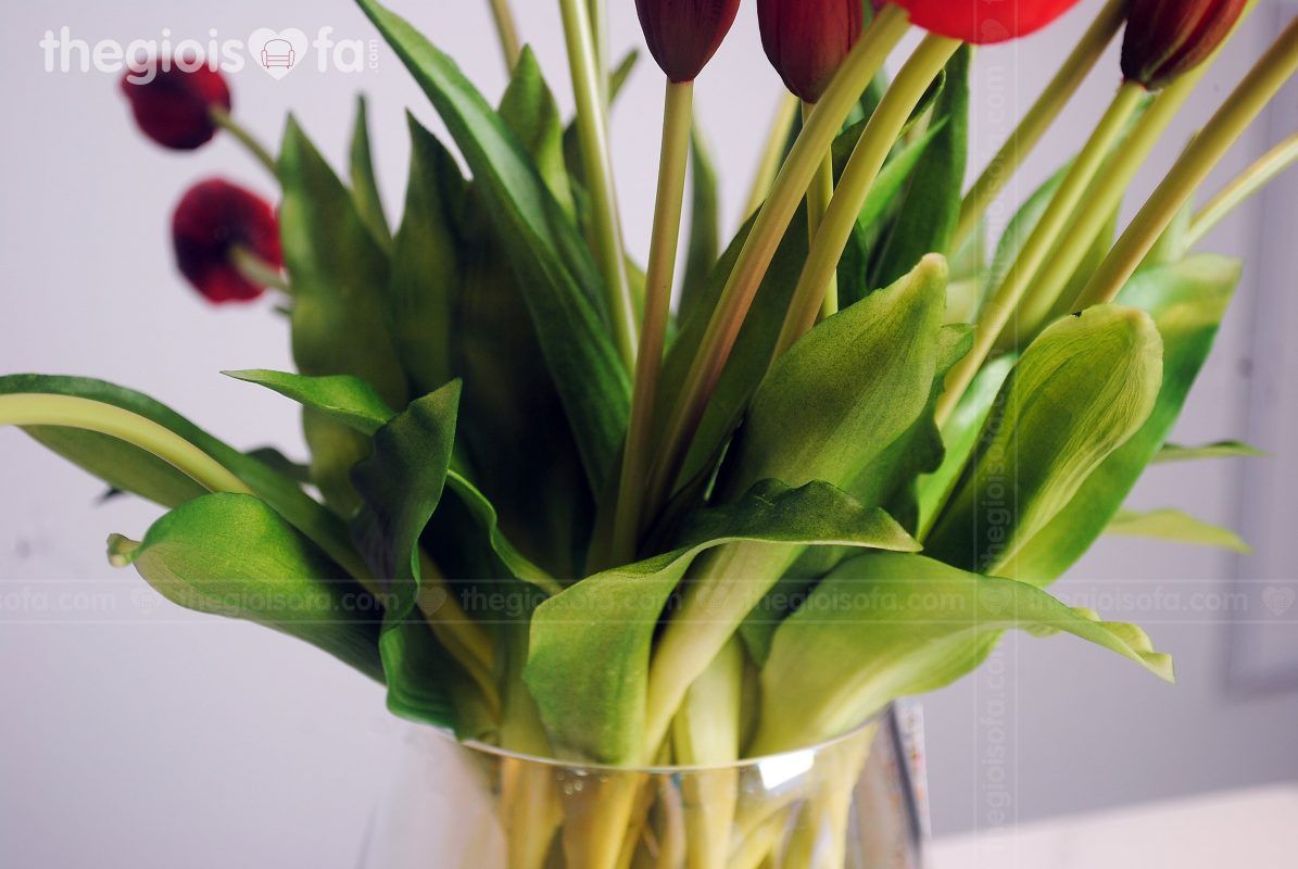 Tulip 2021 (hoa Tulip)