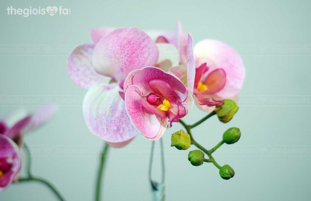 Moth orchid 2 (hoa lan hồ điệp 1009)