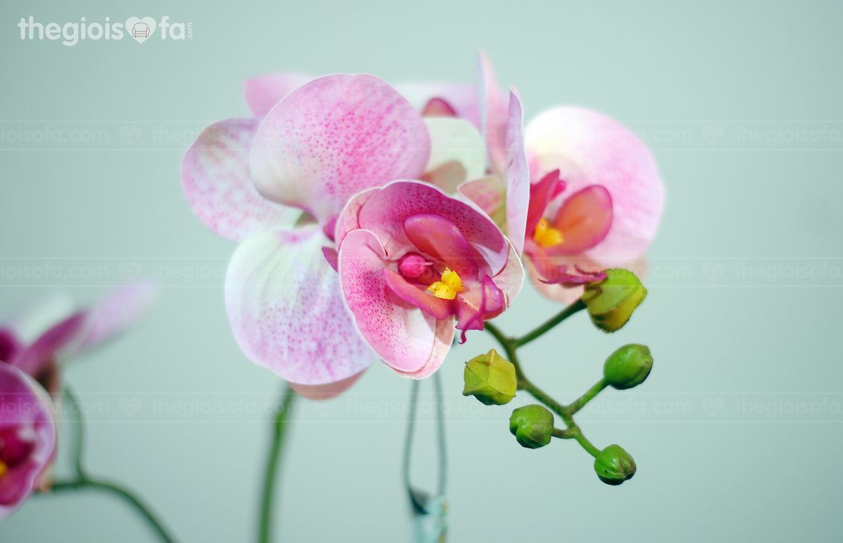 Moth orchid 2 (hoa lan hồ điệp 1009)