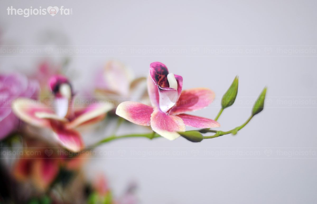 Red orchid (hoa Lan á hồng)