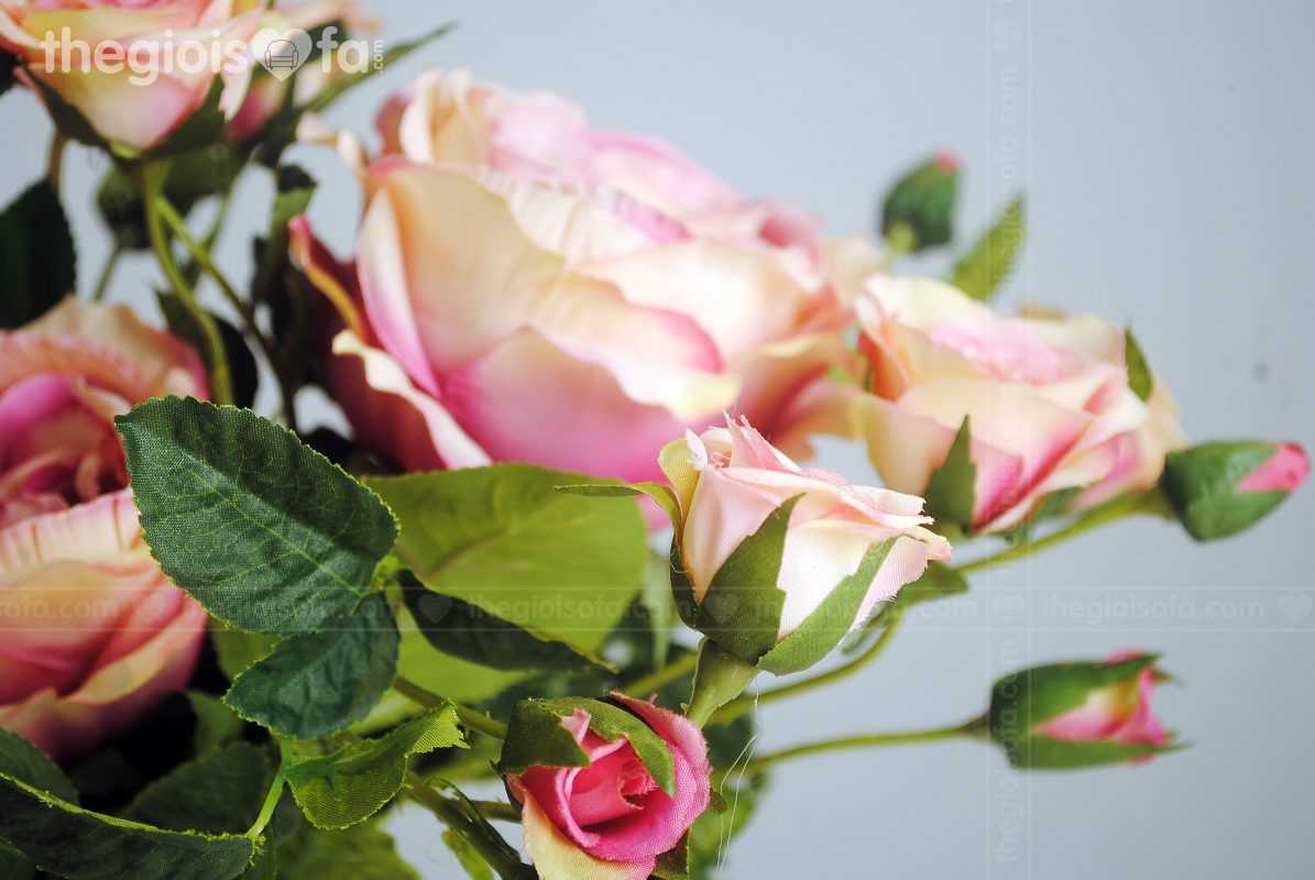 Rose 2002 (hoa hồng)