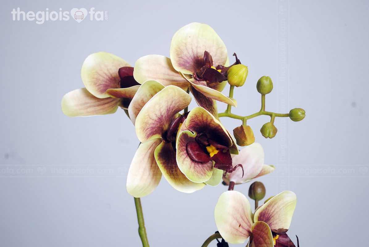 Orchid 2001 (hoa lan)