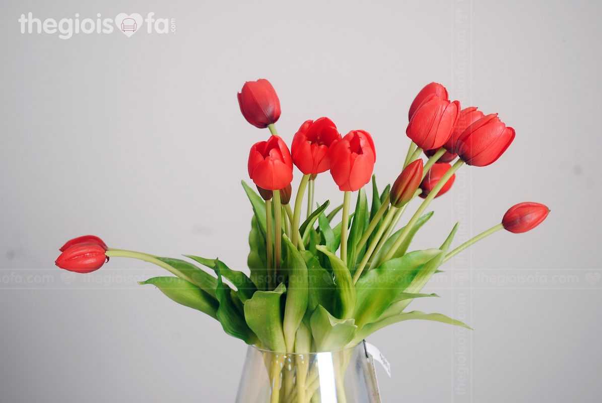 Tulip 2021 (hoa Tulip)