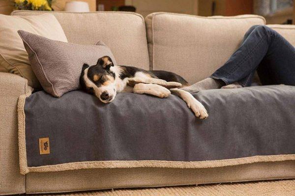 Nhà có thú cưng nên chọn ghế sofa nào? Cách vệ sinh sofa khi nhà có vật nuôi?