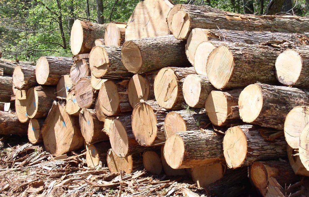 Đặc điểm của gỗ thông và cách phân biệt các loại gỗ thông hiện nay