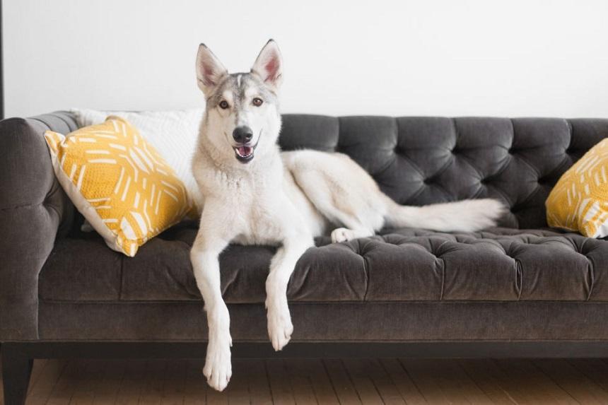 Nhà nuôi thú cưng làm sao để ngăn chúng cào rách ghế sofa?