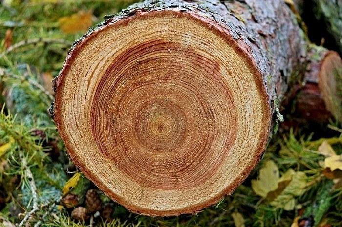 Loại gỗ tự nhiên nào bền nhất tốt nhất hiện nay?