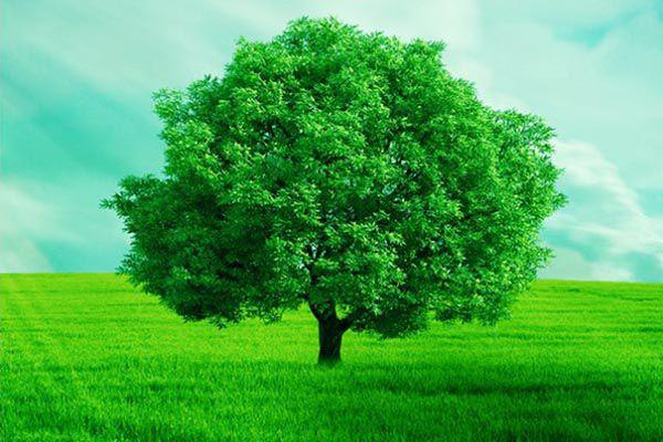 Màu xanh lá cây có ý nghĩa gì trong tâm lý học