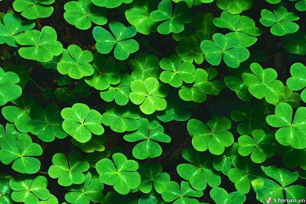 Ý nghĩa và biểu tượng của màu xanh lá cây