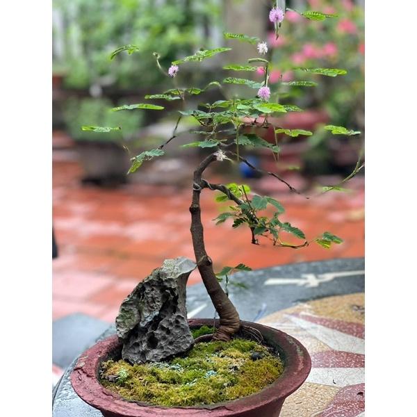 Hoa trinh nữ bonsai dáng trực