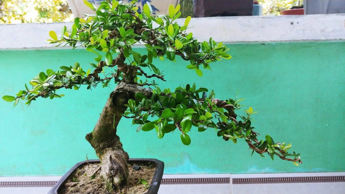 chăm sóc cây bonsai