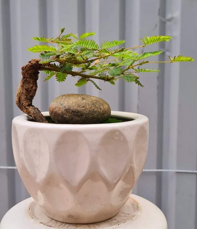 Cây trinh nữ bonsai mọc trên đá