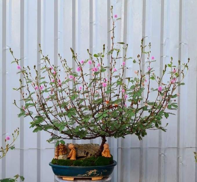 Cây trinh nữ bonsai hình chiếc bát